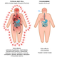 Illustration for article titled New Weight Loss Drug Mimics The Effects Of Eating An Entire Meal